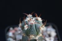Echinocactus horizonthalonius PD 115 G